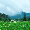 Toàn cảnh Đà Lạt Pine Forest, rừng thông và núi Voi, Đà Lạt