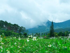 Toàn cảnh Đà Lạt Pine Forest, rừng thông và núi Voi, Đà Lạt