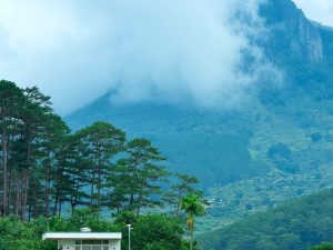 Hình ảnh thực tế tại Đà Lạt Pine Forest